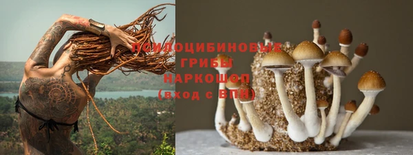 крисы Новокубанск